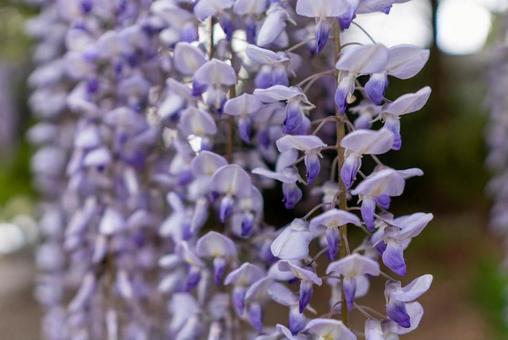 藤の花 藤の花 春,風景,風景写真の写真素材