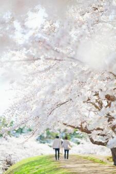 五稜郭公園の桜 ソメイヨシノ,染井吉野,五稜郭の写真素材