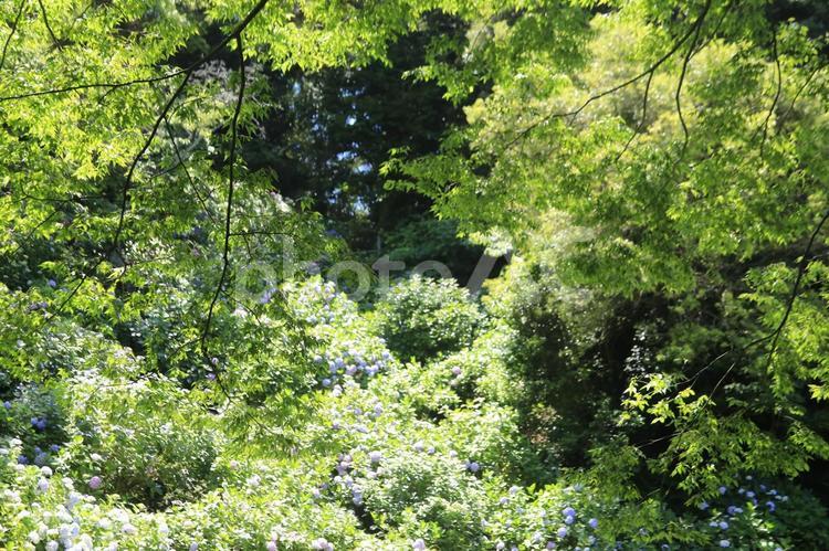 下田市の日本一のアジサイ祭り あじさい,紫陽花まつり,下田市の写真素材