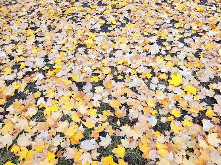 秋の紅葉　黄金色の葉　落ち葉　背景 秋の紅葉,黄金色,葉の写真素材