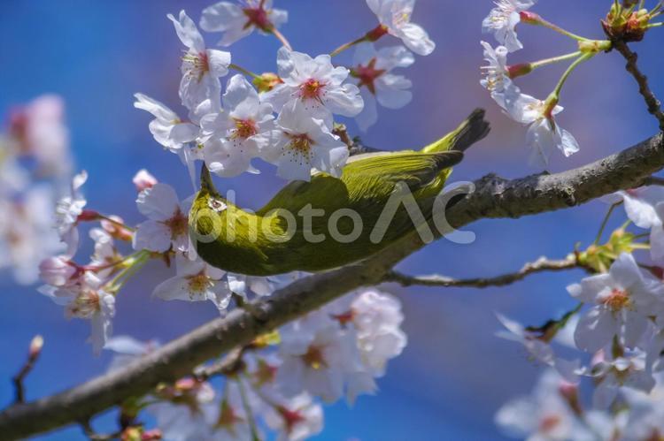 花が咲いた桜の木にとまる野鳥、メジロ メジロ,桜,さくらの写真素材