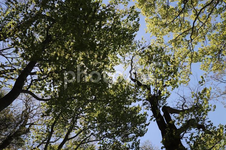 夏の八幡平の風景 八幡平,十和田八幡平国立公園,岩手の写真素材