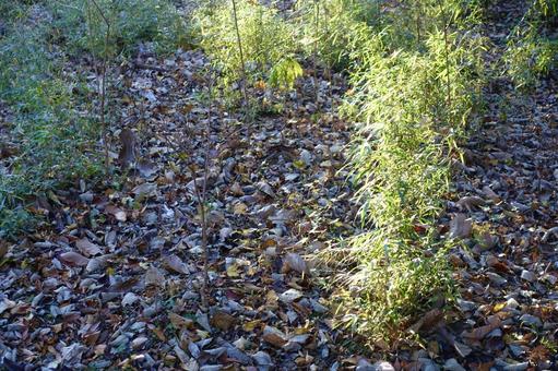 陽の光を浴びる草 草,雑草,陽の光の写真素材