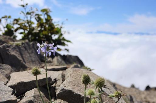 崖に咲く花 崖に咲く花の写真