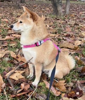 散歩にて 犬,シバイヌ,柴犬の写真素材