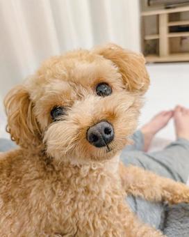 お膝でくつろぐトイプードル お膝でくつろぐトイプードル 犬,飼い主,室内の写真素材