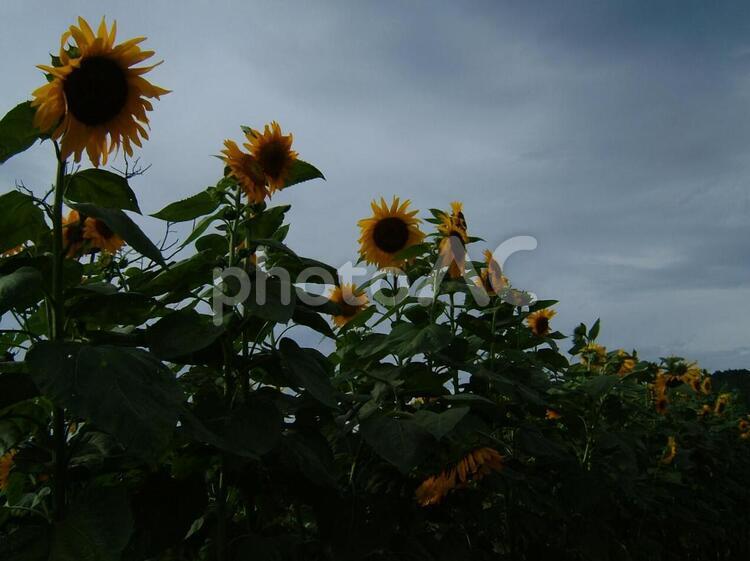 青空とひまわりの畑 ひまわり,向日葵,ひまわり畑の写真素材
