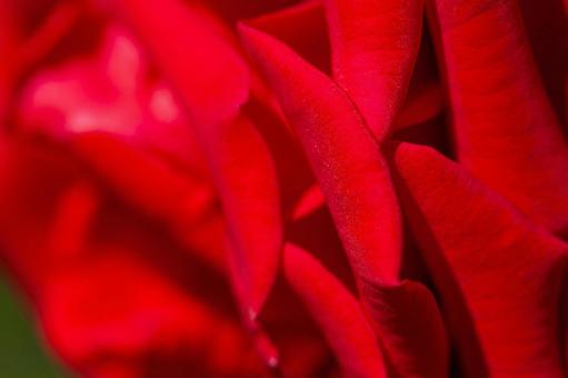 赤い薔薇の花びら 赤い薔薇の花びらの写真