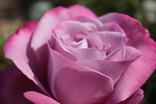 バラ園に咲くきれいな薔薇の写真 バラ園に咲くきれいな薔薇の写真の写真