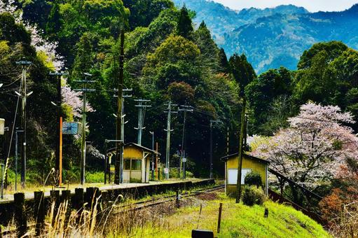 春の桜の花びら舞う無人駅 春の桜の花びら舞う無人駅 無人駅,桜,桜の花びら舞うの写真素材