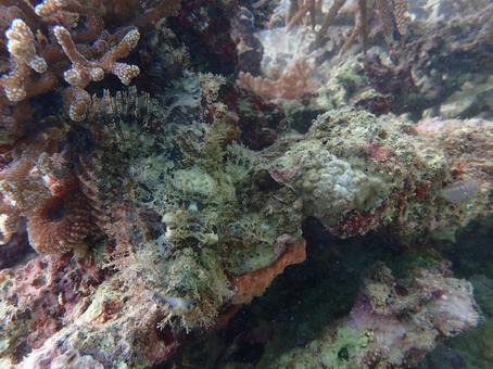 Photo, urumakasago, scorpionfish, a crow, 