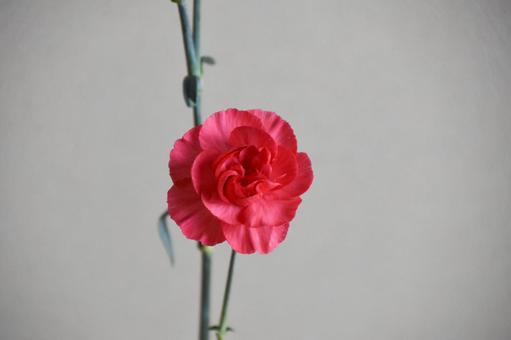 ピンクのカーネーション カーネーション,ピンク,花の写真素材