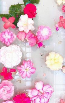 水に浮かぶ花 水に浮かぶ花 水,花,色鮮やかの写真素材