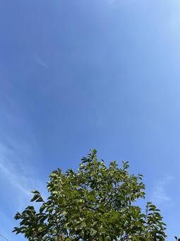 神田川9月:天高く秋の空 縦 2025 神田川9月:天高く秋の空 縦 2025の写真