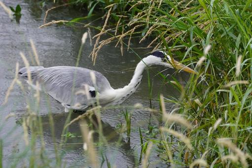 Grey Heron, JPG