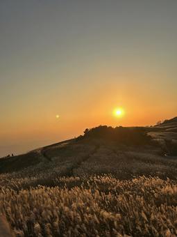 ススキとともに ススキ,夕日,秋晴れの写真素材
