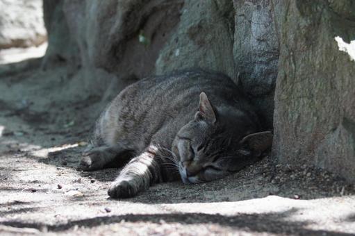 ねこ 箱座り,飼い猫,家猫の写真素材