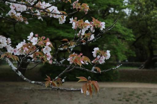 さくら さくらの写真