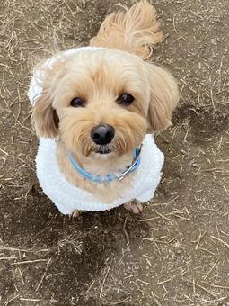 マルプー　けんけん マルプー,犬,まるぷーの写真素材