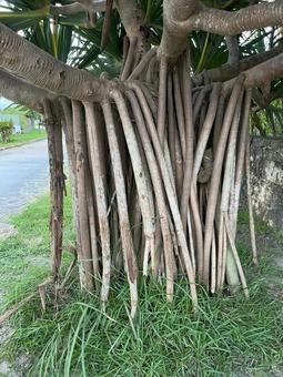 タコの木 タコの木 タコの木,実,木の写真素材