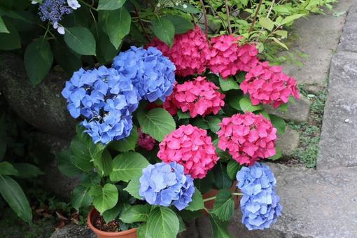 The colors of the rainy season, JPG The colors of the rainy season, JPG