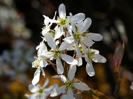 ザイフリボク ザイフリボク ザイフリボク,采振木,シデザクラの写真素材