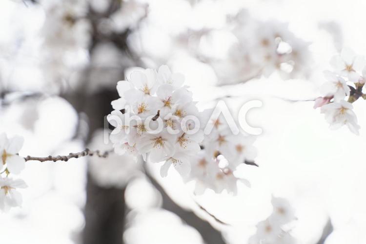 ふんわりと咲く桜の枝④ 桜,満開,春の写真素材