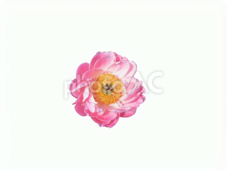 シャクヤク（PSD　背景透過　切抜パス） シャクヤク,芍薬,しゃくやくの写真素材