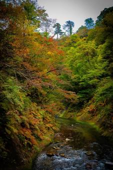 宮城県　鳴子峡の秋の風景 宮城,宮城県,大崎市の写真素材