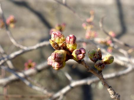 街中の並木道にて、まだツボミの桜の花 街中の並木道にて、まだツボミの桜の花 ツボミ,花,桜の写真素材