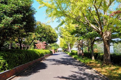 紅葉の銀杏並木・清新町の並木道・江戸川区 秋,銀杏,並木の写真素材