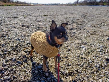 散歩する小型犬・チワワ・ミニピン 散歩する小型犬・チワワ・ミニピン 犬,わんこ,ペットの写真素材