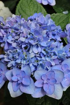 Hydrangea 2, JPG