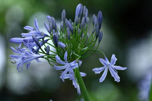 Photo, agapanthus, purple clam, murasaki kunsiran, 