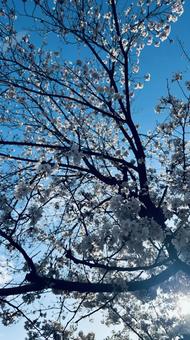 桜 桜の写真