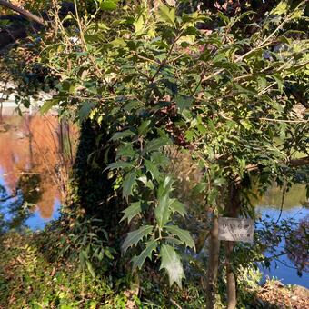 柊 柊,モクセイ科,緑の写真素材