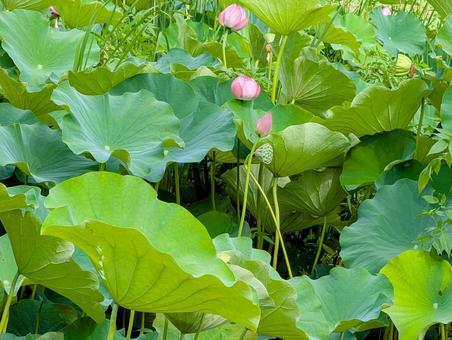 蓮の花 蓮の花 蓮の花,蓮,花の写真素材