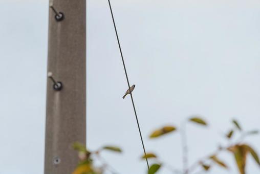 電線に止まって辺りを見回すスズメ 電線に止まって辺りを見回すスズメ スズメ,小鳥,野鳥の写真素材