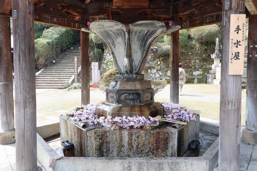 三井寺（園城寺）手水屋 三井寺,園城寺,手水屋の写真素材