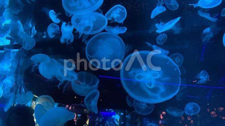 水族館 海月,水族館,幻想的の写真素材