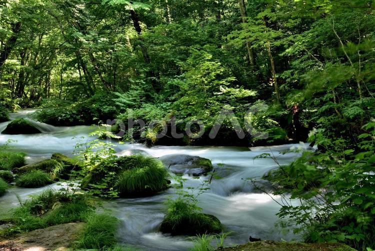 奥入瀬　初夏　旅の記憶 青森,奥入瀬,川の写真素材