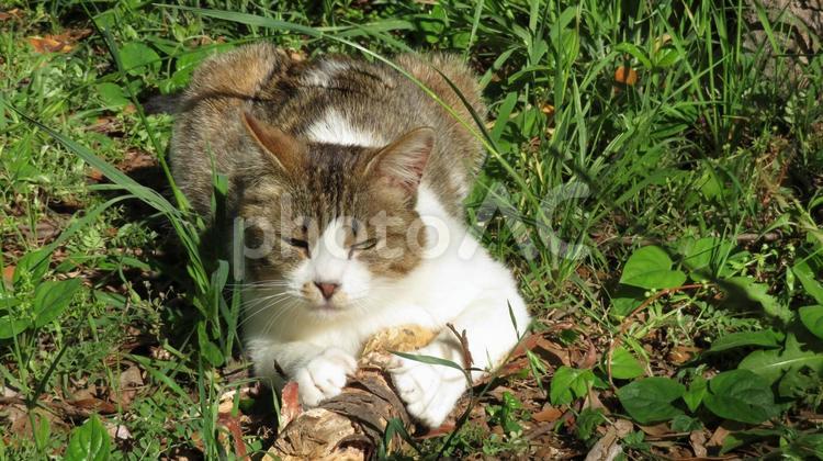 無心に爪とぎをする猫 猫,キジシロ,かわいいの写真素材