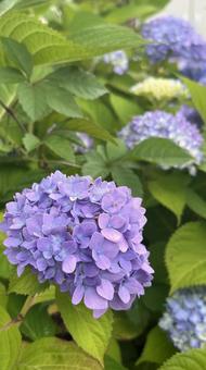 紫陽花（紫色、タテ）の写真