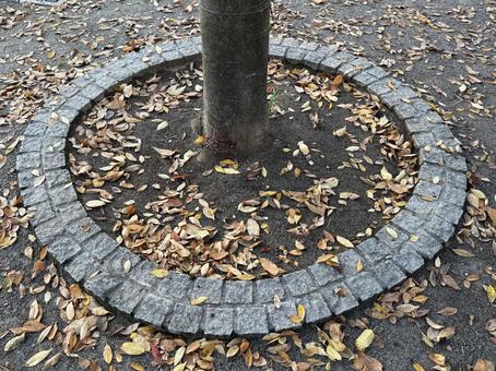 落葉 落葉,木,秋の写真素材