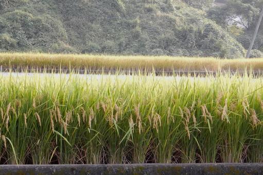 【風景写真】秋の田んぼの風景 【風景写真】秋の田んぼの風景 田んぼ,水田,田の写真素材