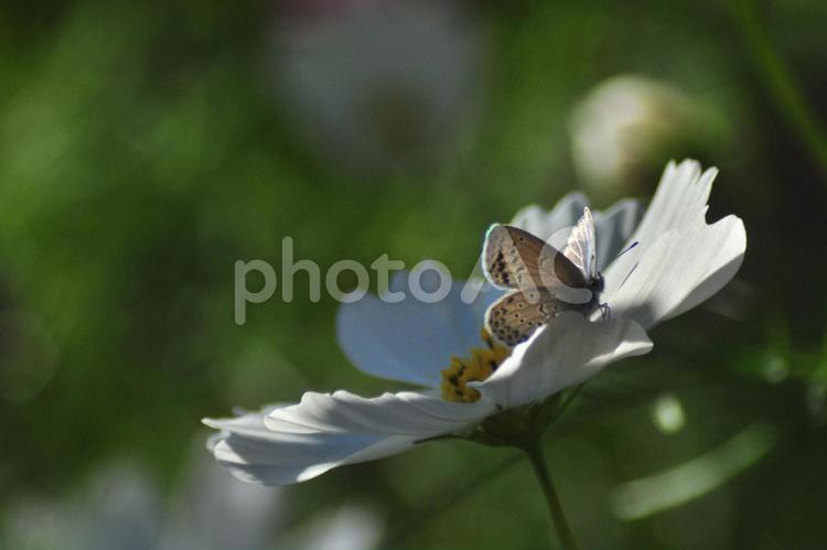 コスモスとヤマトシジミ 花,コスモス,蝶の写真素材