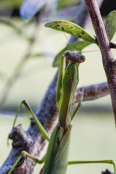 獲物を狙うカマキリ01 獲物を狙うカマキリ01 カマキリ,蟷螂,虫の写真素材
