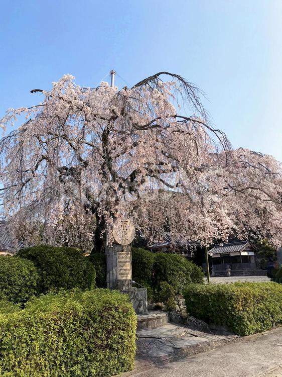 しだれ桜 桜,しだれ桜,さくらの写真素材