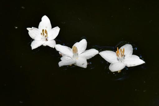 エゴノキの花 エゴノキの花の写真