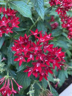 赤い花 赤い花 花,植物,葉の写真素材